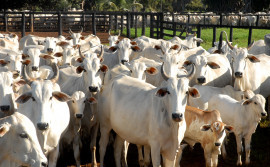 Redução de alíquota provoca aumento da arrecadação de ICMS nas operações com gado bovino