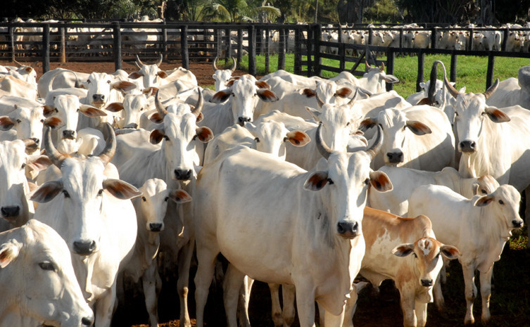 Foto Lenito Abreu - Adapec.jpg
