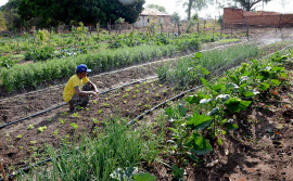 Agricultores familiares melhoram renda com produção agroecológica