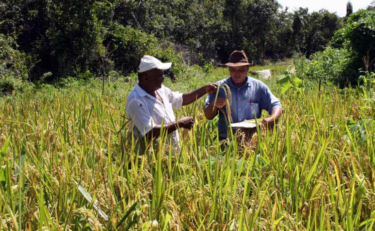 Dia de Campo Arroz - Paraíso - Alaides Cardoso (54).jpg