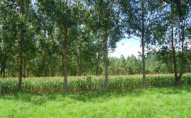 Extensionistas participam de capacitação com foco na produção integrada envolvendo árvores florestais e frutíferas