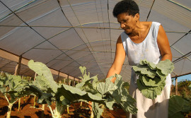 Ruraltins promove Simpósio da Agricultura Familiar em Pedro Afonso