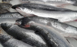 Procon encontra variação de até 134,08% nos preços de pescados em Palmas