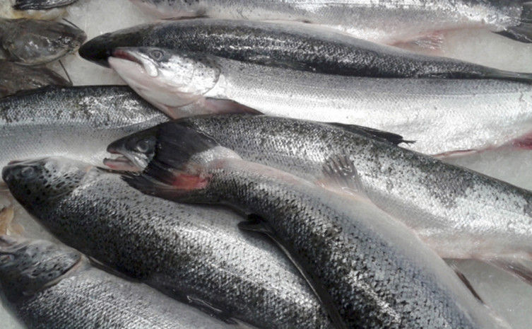 Salmão fresco, o preço variou entre R$ 29,90 a R$ 69,99