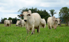 Agroalmas 2018 promove dia de campo sobre bovinocultura