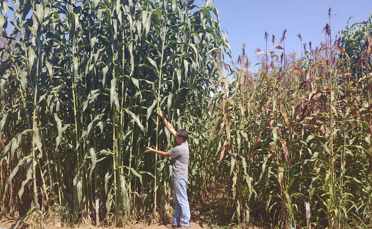 O sorgo biomassa, que pode atingir até seis metros de altura, oferece o aproveitamento da planta inteira na produção de energia