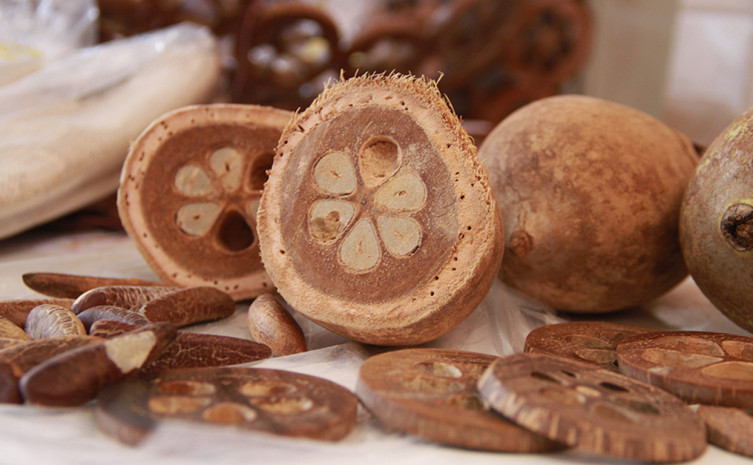 Pesquisa irá avaliar todo o potencial do coco babaçu