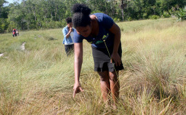 Festa da Colheita do Capim Dourado chega a sua 10ª edição