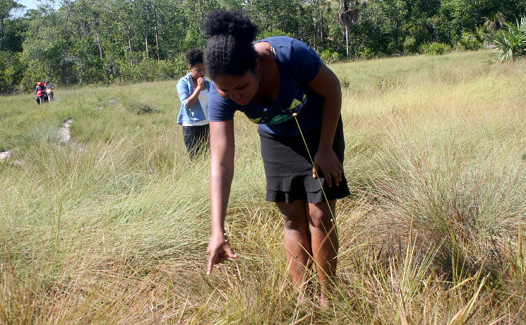 Colheita do Capim Dourado é liberada, anualmente, de 20 de setembro a 30 de novembro
