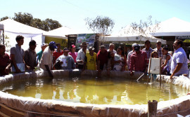 Ruraltins monta vitrines nas exposições agropecuárias da região do Bico do Papagaio