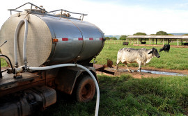 Agricultura abre inscrições para o 7º curso de inseminação 