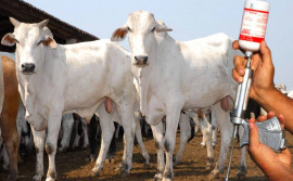 Livre da Febre Aftosa há 21 anos, Tocantins exporta carne bovina para 29 países