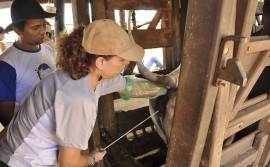 Agricultura inicia inseminações em 1.500 vacas leiteiras