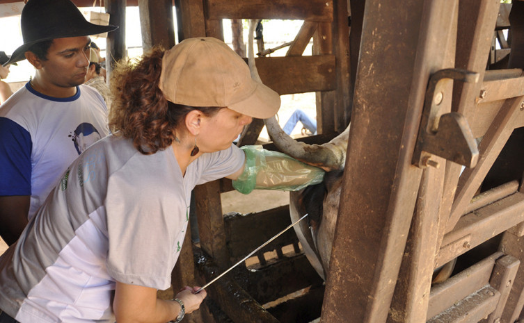 Agricultura inicia inseminações em 1500 vacas leiteiras
