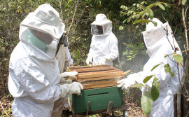 Edital para fortalecer apicultura no Tocantins é lançado
