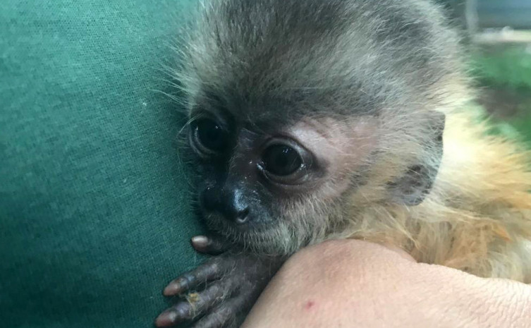 Semace realiza resgate de filhote de macaco-prego em Jaguaribe