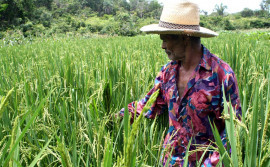 Ruraltins participa de seminário sobre a cadeia produtiva de arroz