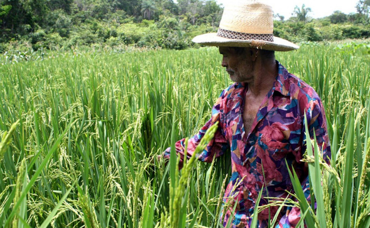 A integração entre a extensão rural, a pesquisa e o produtor rural proporcionou a implantação de 80 Unidades Demonstrativas de arroz no estado