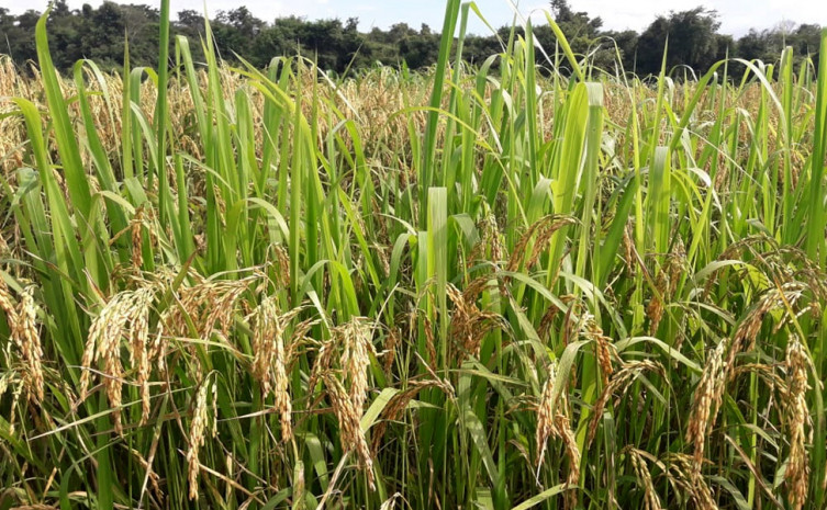  A  Integração Lavoura Pecuária é uma alternativa de produção para recuperação de áreas degradadas na formação de pastagem