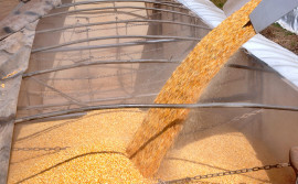Tocantins se destaca pelo ganho de produtividade do milho na safra 2018/2019
