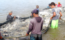 Pesca artesanal no Rio Araguaia é tema de seminário