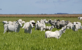 Agricultura promove primeira etapa do Circuito da Pecuária Sustentável Tocantins