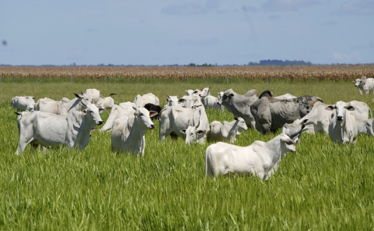 A primeira etapa acontece dia 11 em Almas 