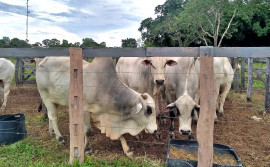 Seagro realiza eventos da pecuária na Agrosudeste em Dianópolis
