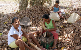 Tocantins participa de evento da cadeia produtiva do coco babaçu no Piauí