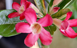 Flor do deserto é alternativa de renda para pequeno agricultor no Tocantins