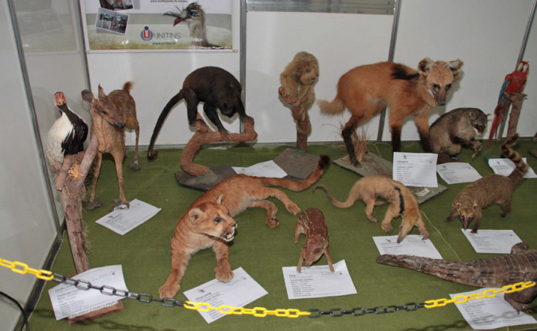 Unitins promove exposições de animais empalhados e itens arqueológicos