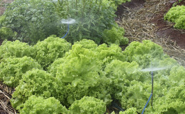 Ruraltins apresenta vitrine de produção agrícola na Feira de Alimentação e Agricultura Familiar de Palmeiras