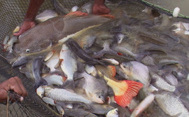Câmara Setorial da Piscicultura do Tocantins é formalizada com publicação no Diário Oficial