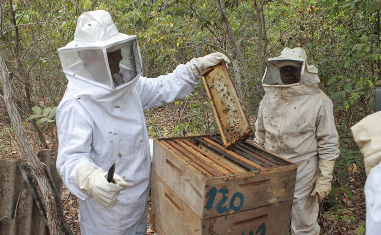 Equipamentos são caixas, macacões, fumegadores e todos os materiais de insumos para a implantação de apiários e meliponários didáticos