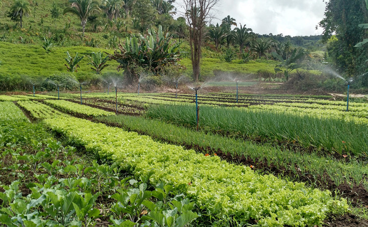 Horta Agroecológica cultivada por agricultor familiar da Comunidade da Matinha