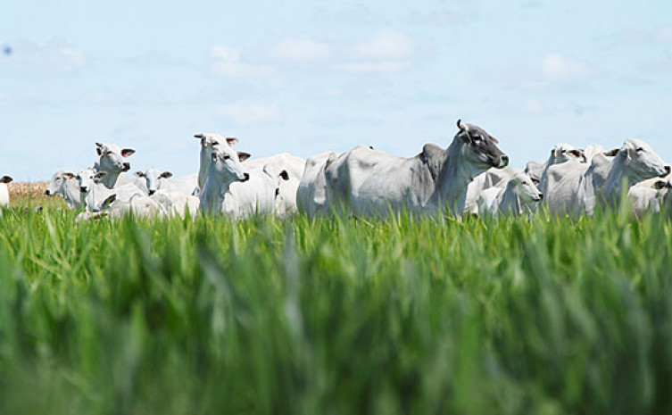 Recuperação de pastagens degradas é uma das ações do Plano Agricultura de Baixo Carbono 