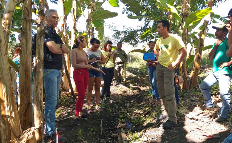 Sistema agroflorestal com cultivo de banana em área rural de Mateiros 