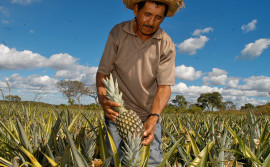 Produtores recebem informações sobre produção integrada de frutas em reunião técnica