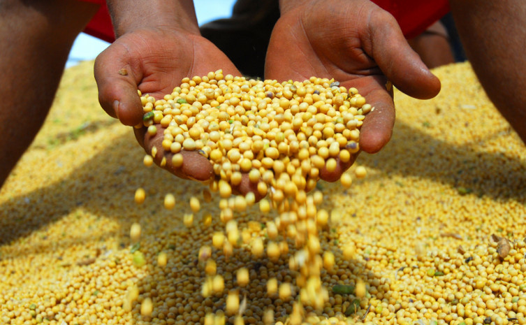 Soja é o principal produto de exportação do Tocantins