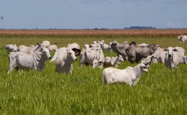 Resultados do Plano de Agricultura de Baixo Carbono no Tocantins serão apresentados em Brasília