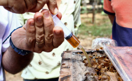 Instituto de Desenvolvimento Rural incentiva criação de abelhas sem ferrão em minicurso na Expoara