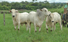 Agricultura e parceiros promovem feira de touros de alta qualidade genética na região norte do Estado