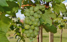 Cerrado do Tocantins produz uvas mais doces que outras regiões do Sul do país