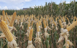 Levantamento da Conab mostra boa expectativa para área plantada e produtividade de grãos para a safra 2018/2019 no Tocantins