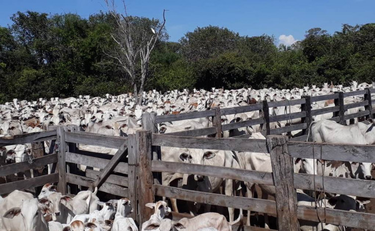 Foram beneficiadas com crédito rural as aldeias JK, Werreria e Santa Isabel