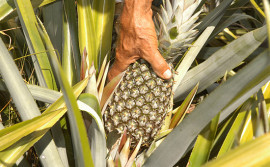 Agricultura e parceiros iniciam monitoramento nas propriedades de Produção Integrada do Abacaxi