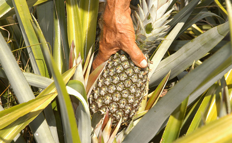 O Tocantins é pioneiro e modelo no Programa PIF – Produção Integrada de Frutas na cultura do abacaxi