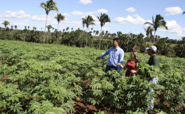 Ruraltins e parceiros apresentam novas tecnologias sobre a cadeia produtiva da mandioca