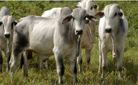 Agricultura ministra palestras na 14ª Feira da Soja