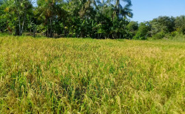 Plantio consorciado de arroz e pastagem apresenta resultados positivos com uso de tecnologias apropriadas